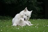 BERGER BLANC SUISSE - ADULTS ET PUPPIES 055